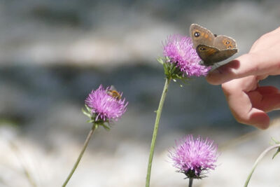 butterfly_3x2