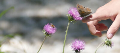 butterfly_9x4