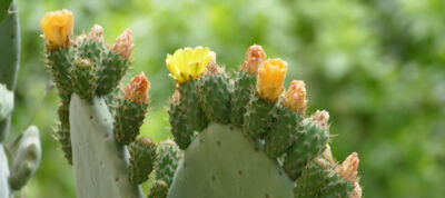 klangcodes_kaktus_9x4