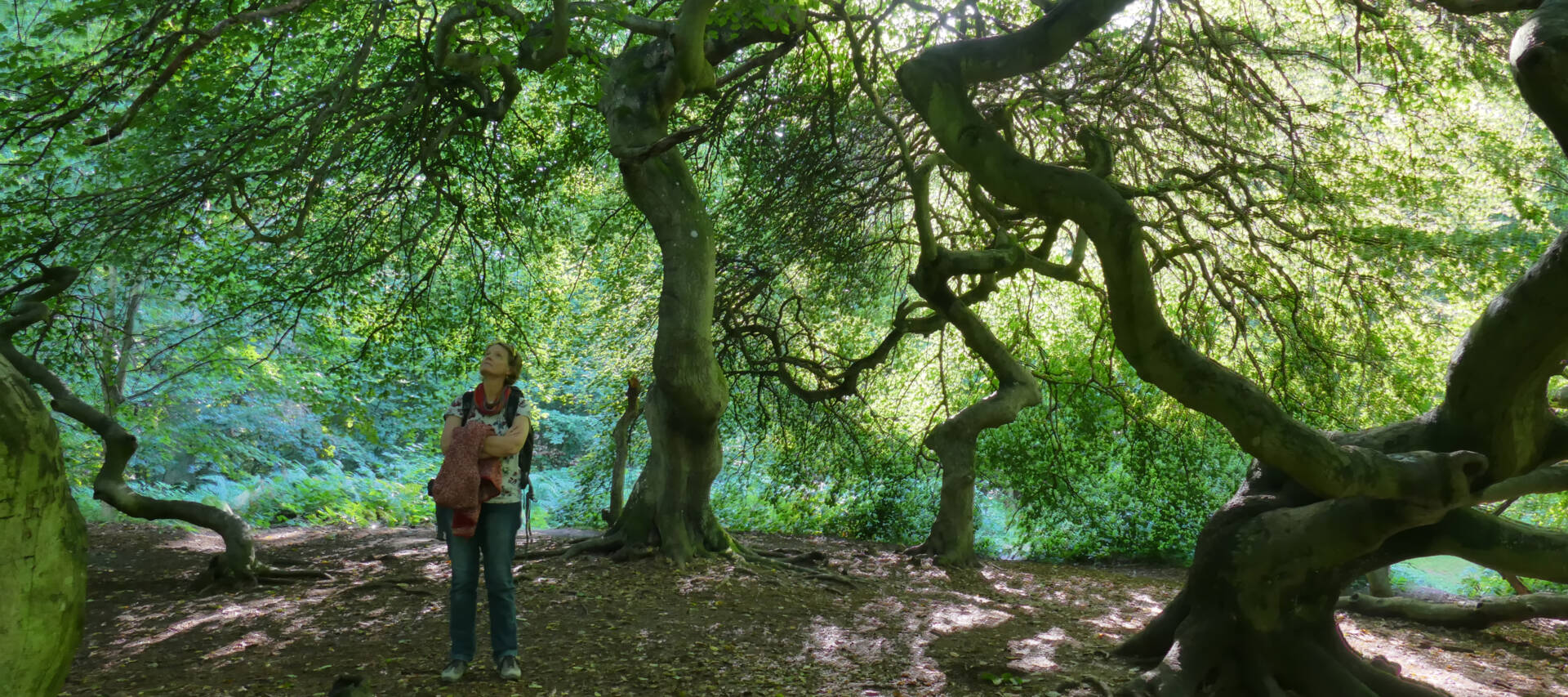 juttaweis_wald_9x4